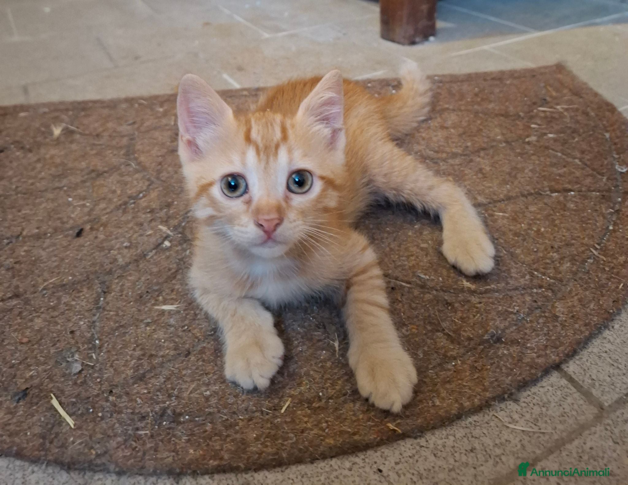 Europeo gatti Gattina da adottare - Annuncio 1