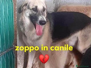 Meticcio cani RAMBO investito e lasciato agonizzante - Annuncio 6