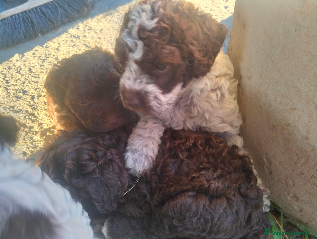 Lagotto cani in vendita: Lagotto romagnolo cuccioli - Annuncio 4