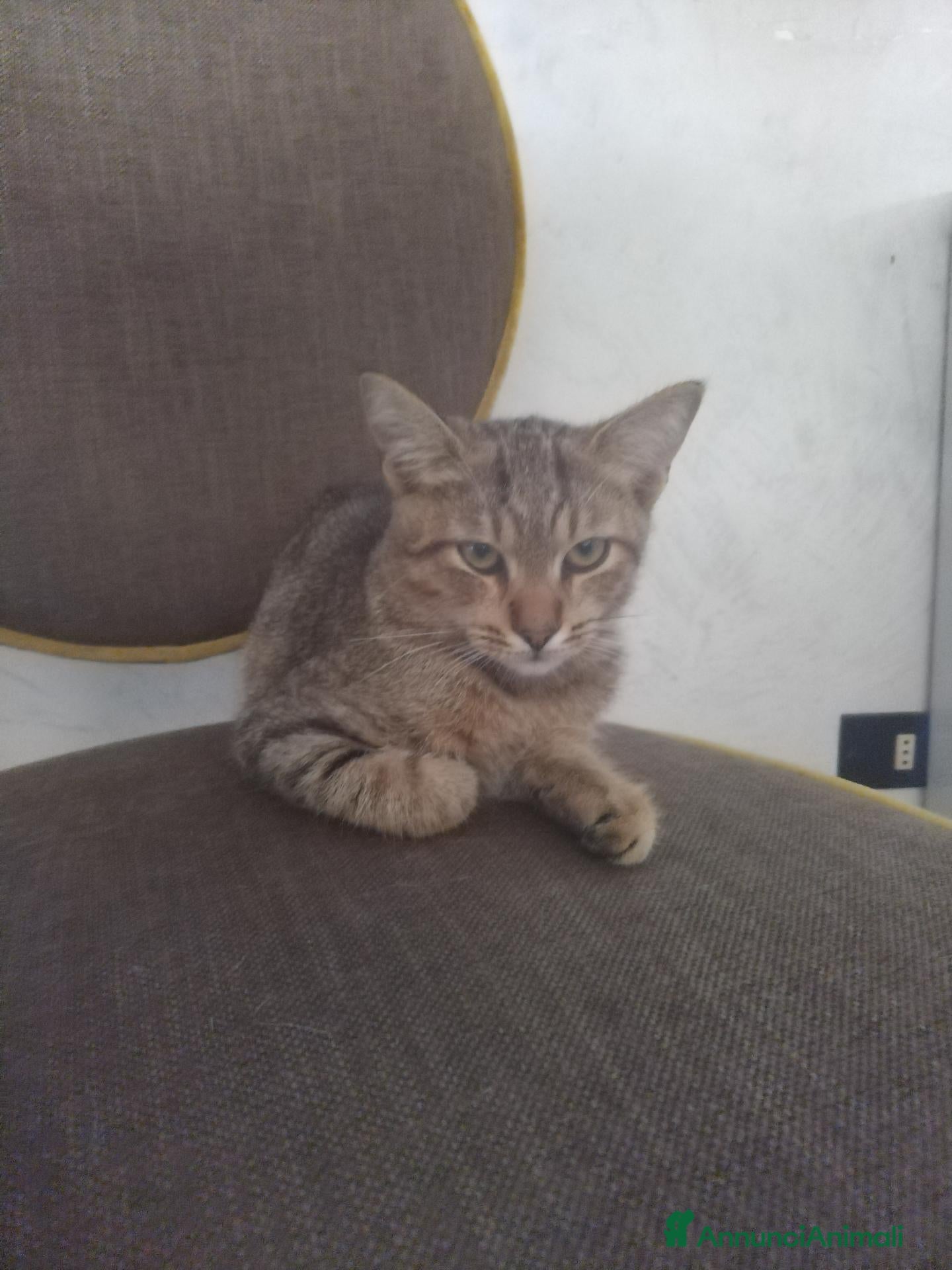 Meticcio gatti Regalo gattino tigrato - Annuncio 4