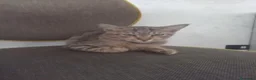 Meticcio gatti in regalo: Regalo gattino tigrato - Annuncio 1