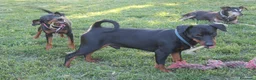 Pinscher Miniatura cani in vendita: Pinscher nano  - Annuncio 16