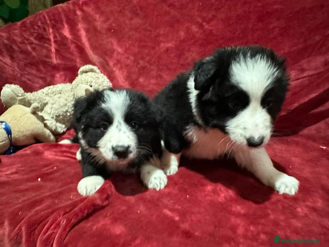 Border Collie cani in vendita: BORDER COLLIE - Annuncio 2