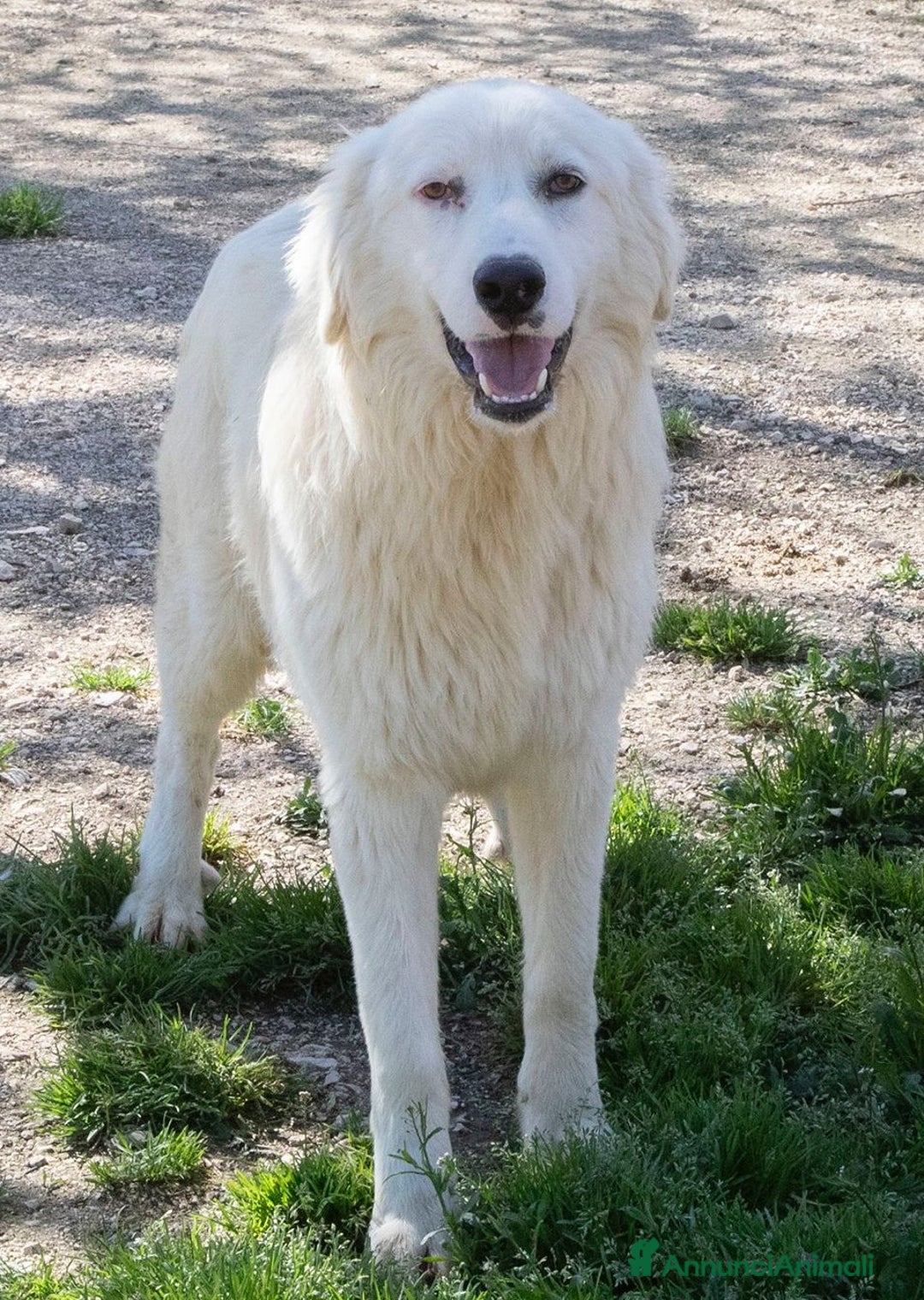 Meticcio cani in regalo: NASINO A CUORE : IL DOLCISSIMO OSLO a Provincia di Frosinone - Immagine 1
