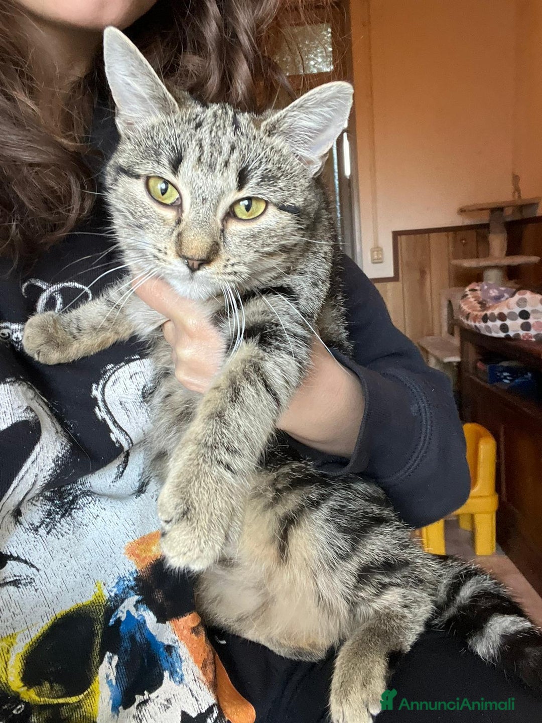 Meticcio gatti in regalo: GATTI/E - Annuncio 2