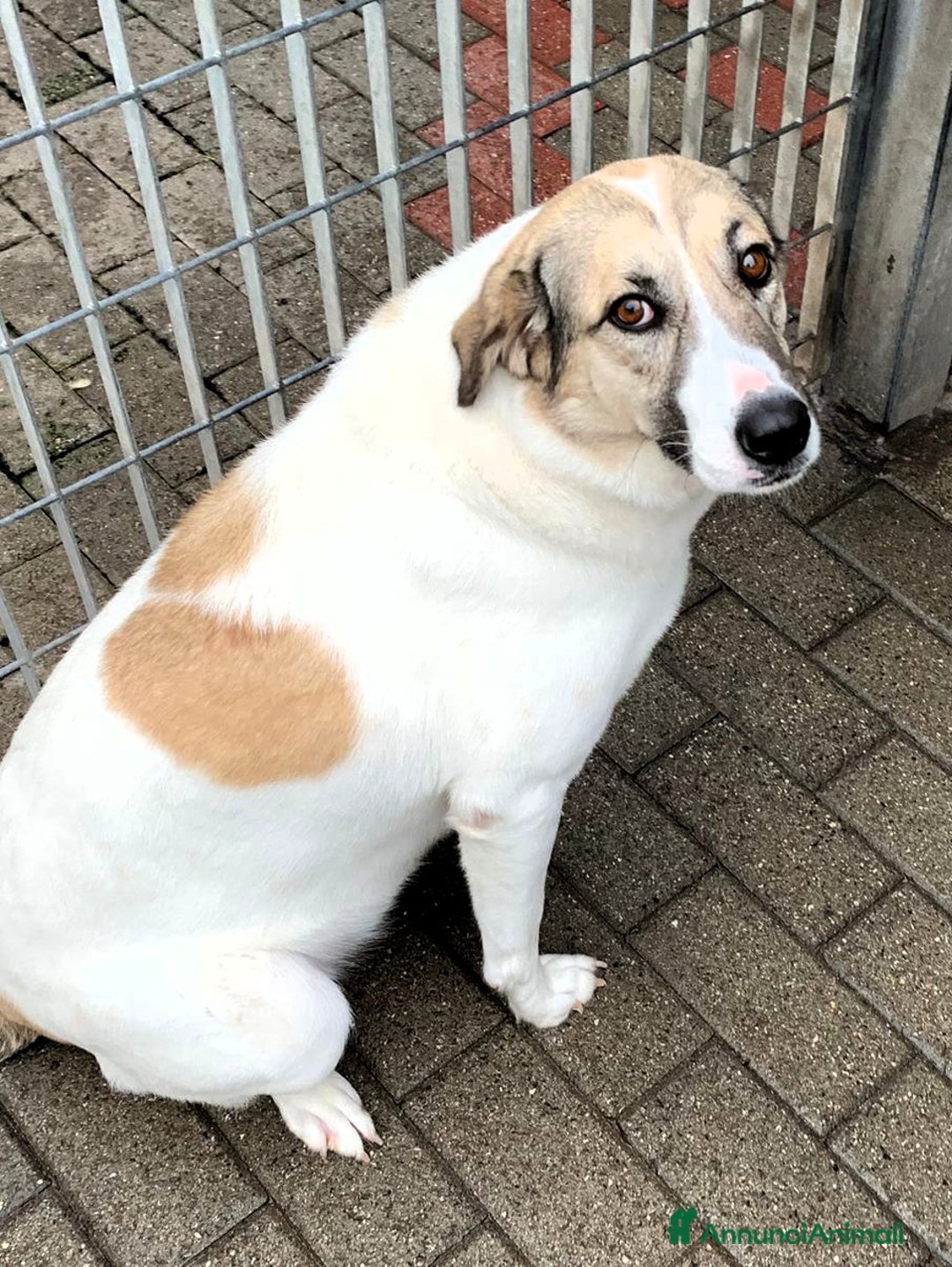 Meticcio cani in regalo: COCA DOLCE CAGNOLINA - Annuncio 2