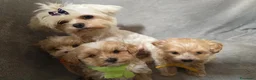 Maltipoo cani in vendita: Cuccioli di Maltipoo toy a Provincia di Como - Annuncio 10