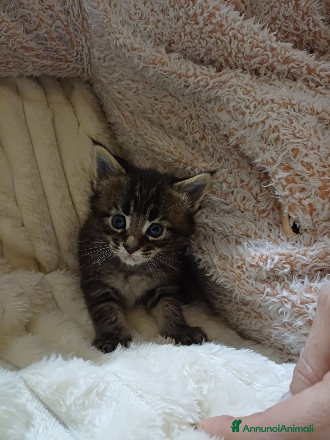 Maine Coon gatti in vendita: Cuccioli Maine Coon - Annuncio 9