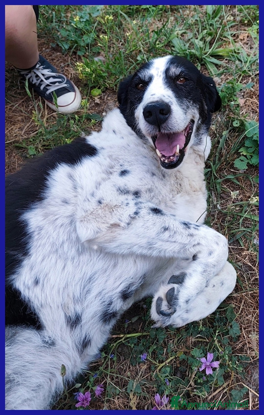 Meticcio cani in regalo: CHIANINA, 12 ANNI IN GABBIA, ORA SOGNA  UNA FAMIGL a Città metropolitana di Milano - Annuncio 7