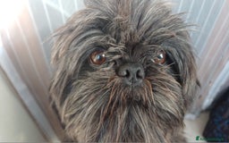 Shih Tzu cani in vendita: Cucciola shihtzu con pedegree - Immagine 4