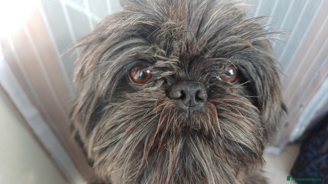 Shih Tzu cani in vendita: Cucciola shihtzu con pedegree - Immagine 4
