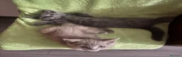 Scottish gatti in vendita:  Gattini Scottish - Annuncio 3