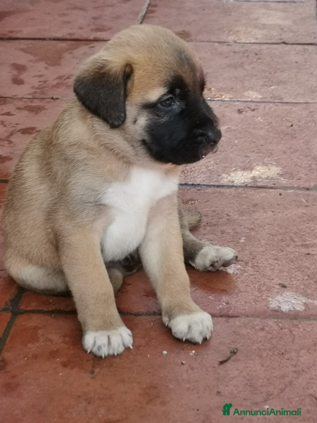 Pastore Tedesco cani in regalo: Regali cuccioli Ragalna (Ct)  - Immagine 9