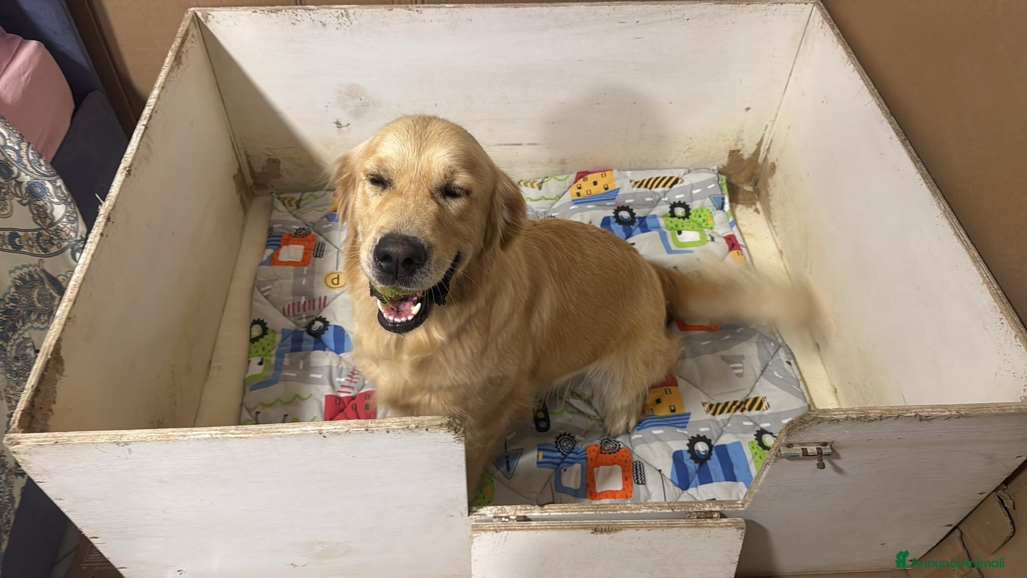 Golden Retriever cani in vendita: Golden sel. caratterialmente/morfologicamente  - Annuncio 1
