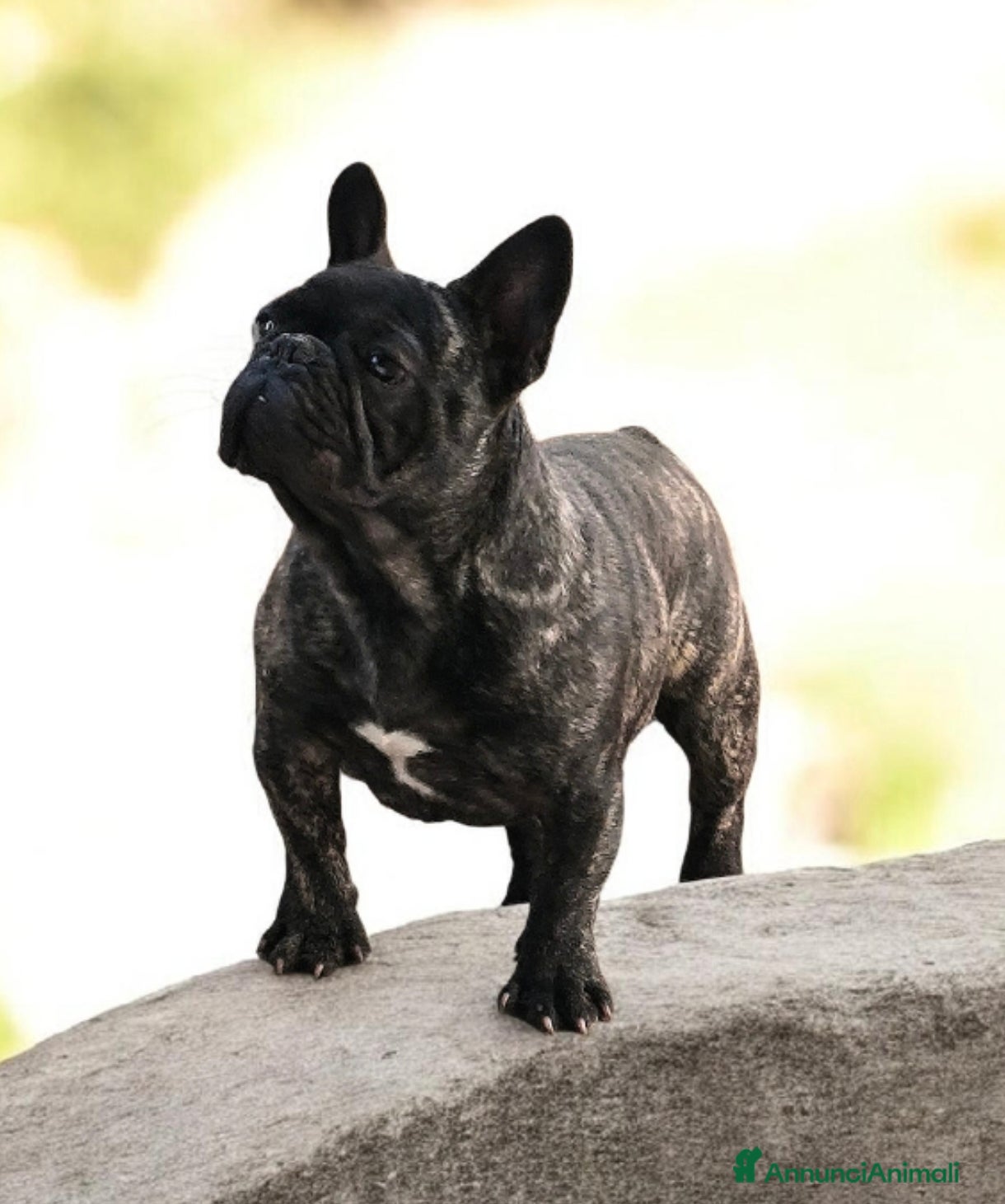 Bulldog Francese cani Bulldog francese maschio  - Annuncio 1