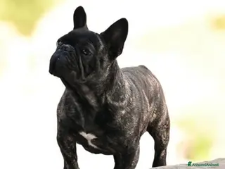 Bulldog Francese cani Bulldog francese maschio - Annuncio 1