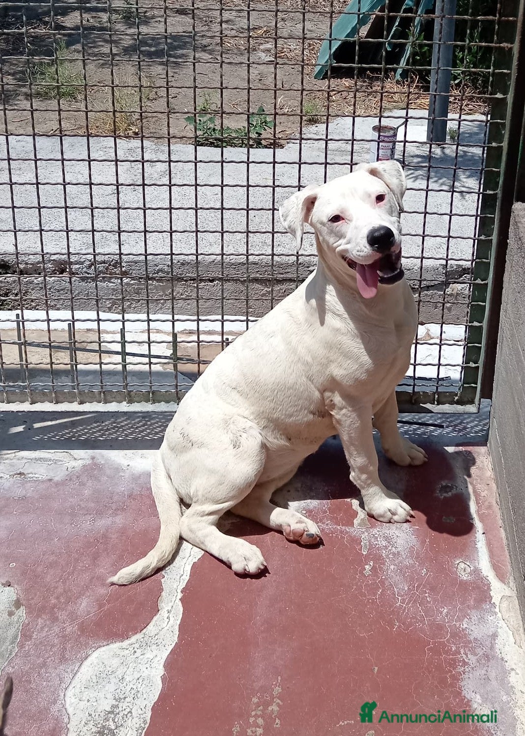 Labrador cani Lucia femmina di simil Labrador - Annuncio 7