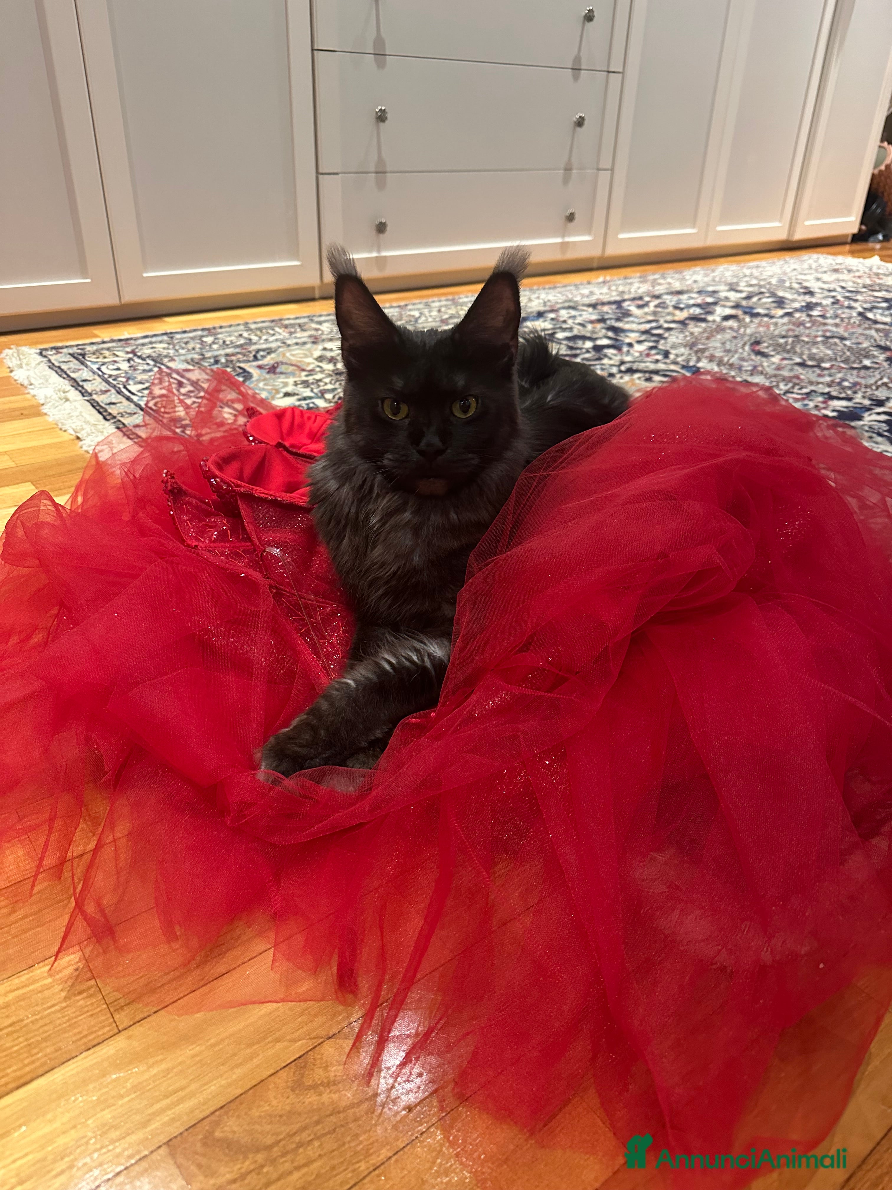 Maine Coon gatti Gattini senza pedigree - Annuncio 14