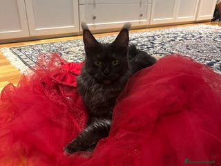 Maine Coon gatti Gattini senza pedigree - Annuncio 14