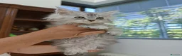 Maine Coon gatti in vendita: Maine coon femmina con pedigree ENFI anche libero  - Annuncio 2