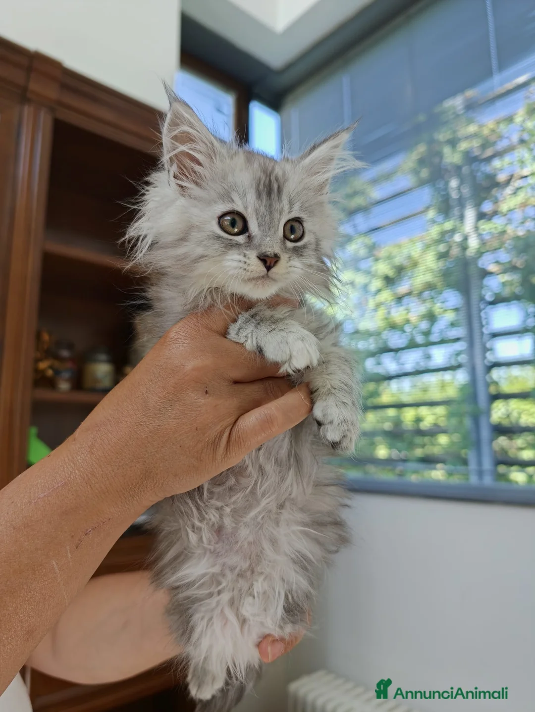 Maine Coon gatti in vendita: Maine coon femmina con pedigree ENFI anche libero  - Annuncio 2