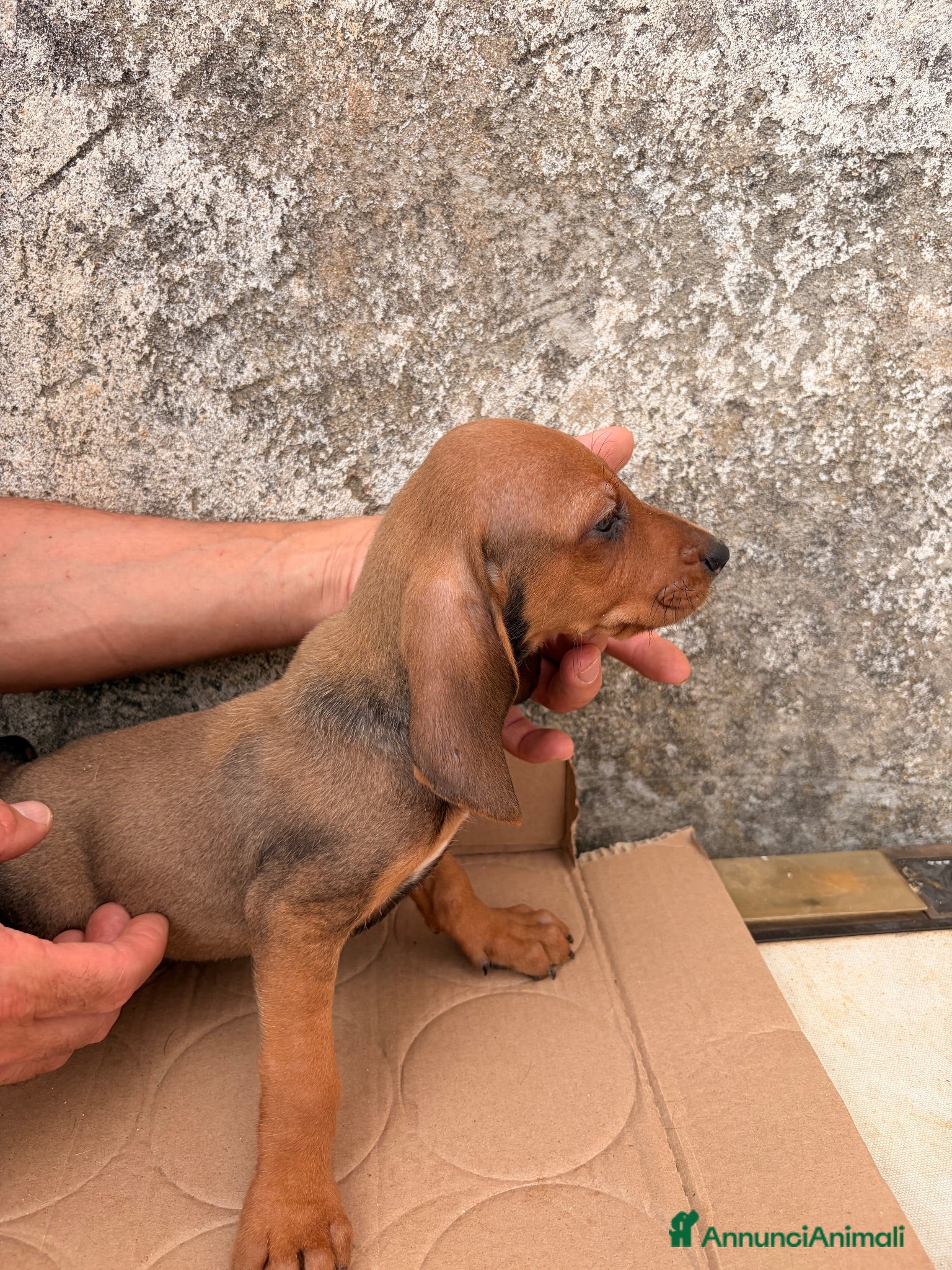 Segugio dell'Appennino cani Vendo cuccioli di Segugio dell’Appenino puri - Annuncio 1