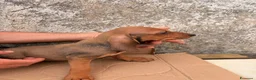 Segugio dell'Appennino cani in vendita: Vendo cuccioli di Segugio dell’Appenino puri - Annuncio 1