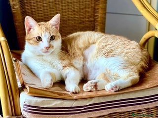 Europeo gatti Simply Red a Città metropolitana di Milano - Annuncio 33