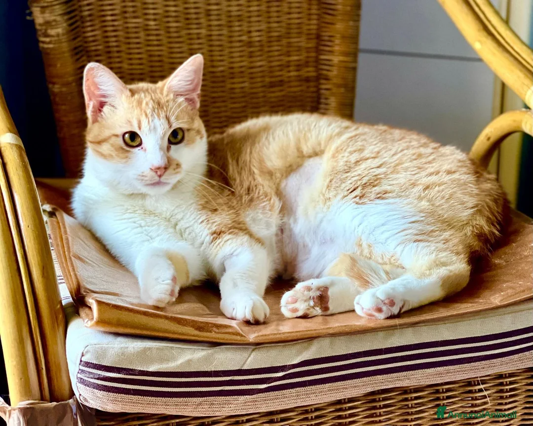 Europeo gatti in regalo: Simply Red a Città metropolitana di Milano - Annuncio 1