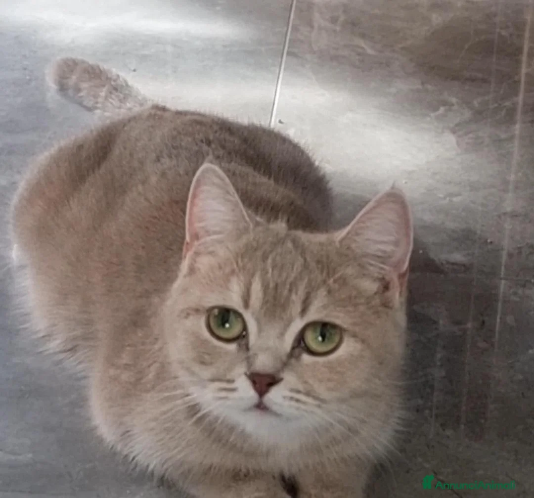 British gatti in vendita: Scottish Straight con Pedigree  - Annuncio 7