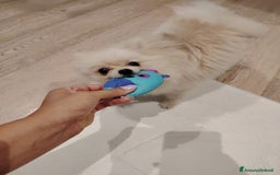 Altre razze cani in vendita: Vendo 2 cucciole stupende di taglia toy a Provincia di Pavia - Immagine 10