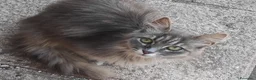 Meticcio gatti in regalo: Gattina nera cerca casa a Provincia dell'Aquila - Annuncio 3