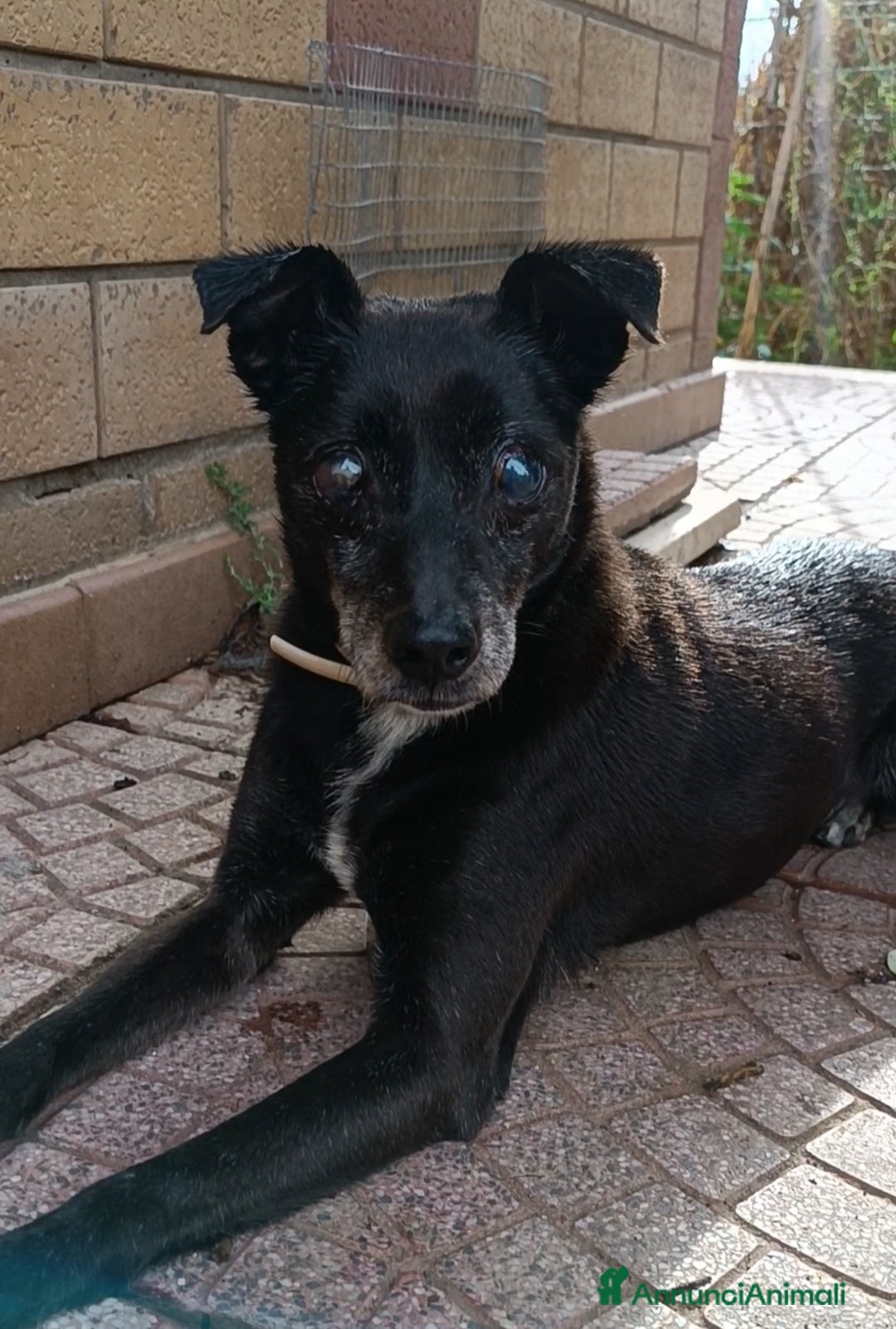 Meticcio cani in regalo: Bobby super adozione del ❤️ - Annuncio 4