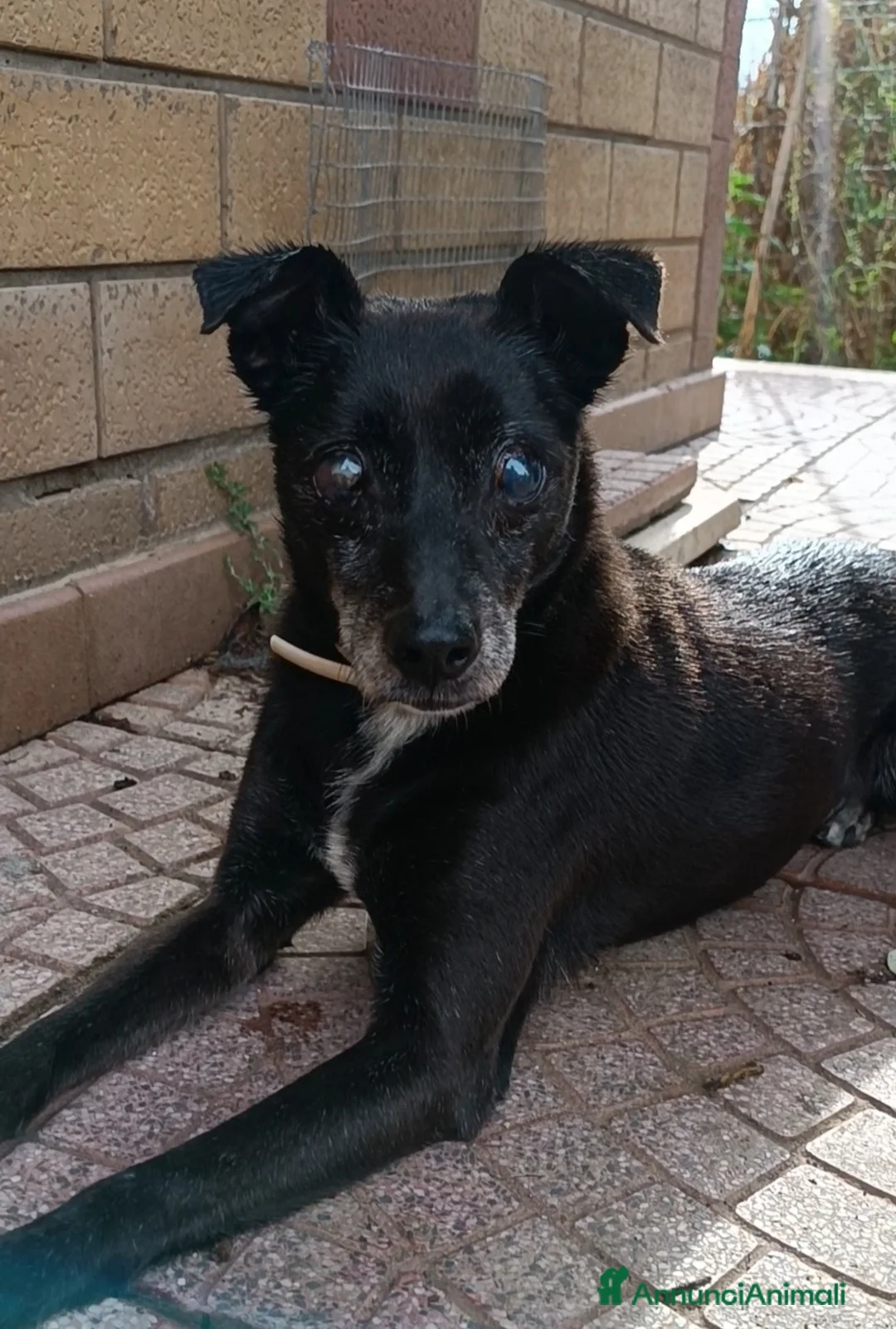 Meticcio cani in regalo: Bobby super adozione del ❤️ - Annuncio 4