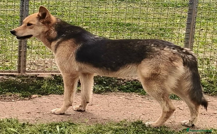 Meticcio cani a Città Metropolitana di Firenze - Annuncio 4