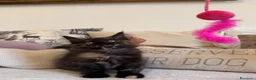 Maine Coon gatti in vendita: Maine coon cuccioli  a Provincia di Siena - Annuncio 4