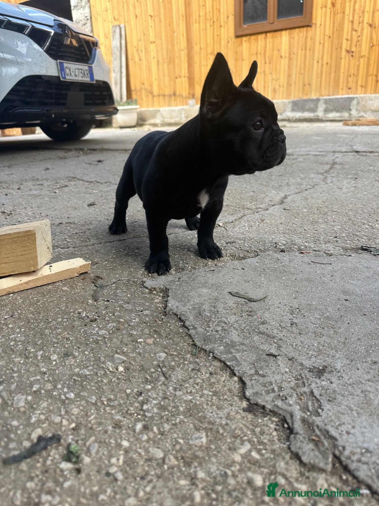 Bulldog Francese cani bulldog francese nero cani animali  - Annuncio 2