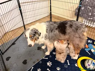 Australian Shepherd cani Aussie - Annuncio 18