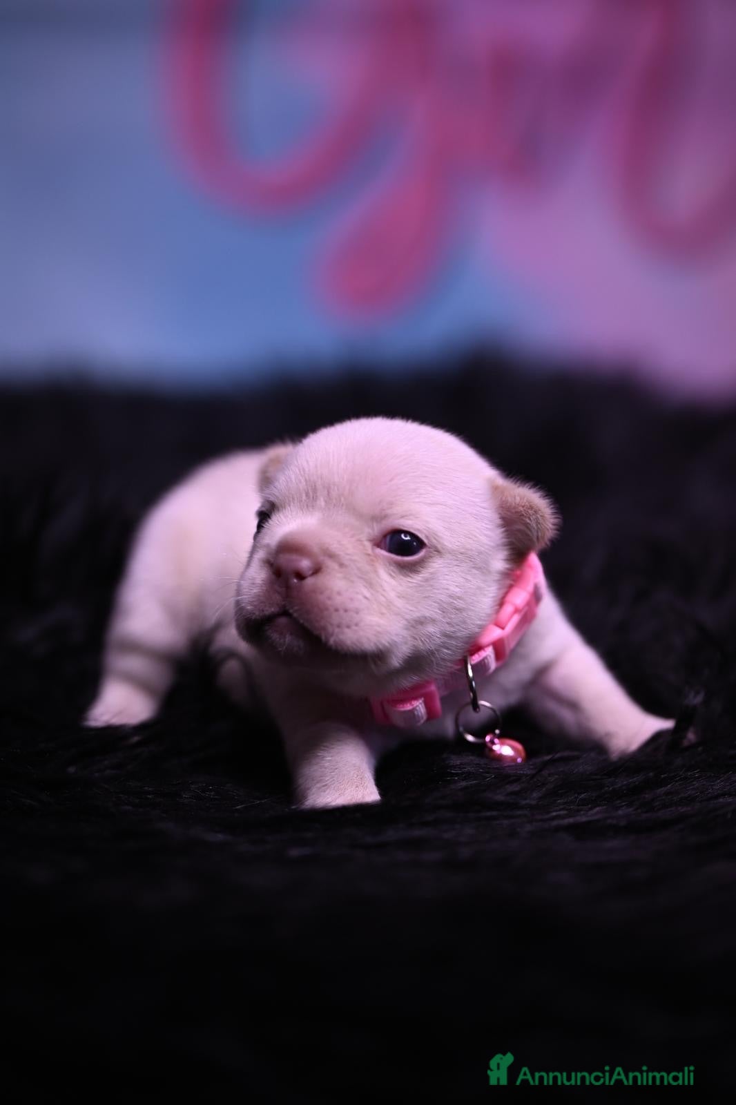 Bulldog Francese cani Cucciola di Bulldog Francese  - Annuncio 2