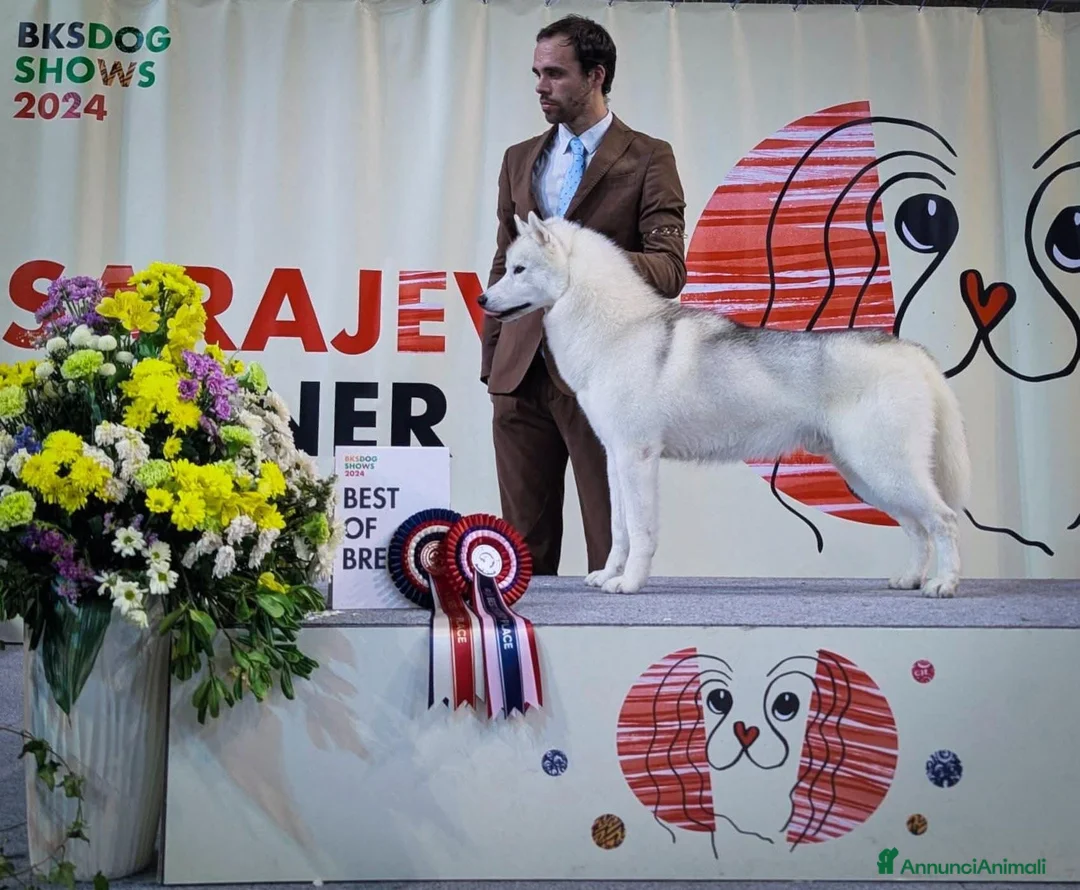Husky cani in vendita: Siberian husky cuccioli con pedigree enci  a Provincia di Reggio Emilia - Annuncio 2