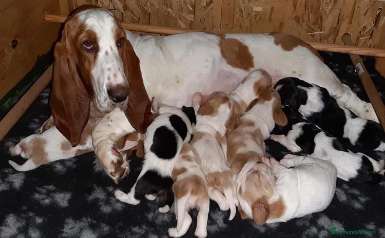 Bassethound cani a Provincia di Pavia - Annuncio 1