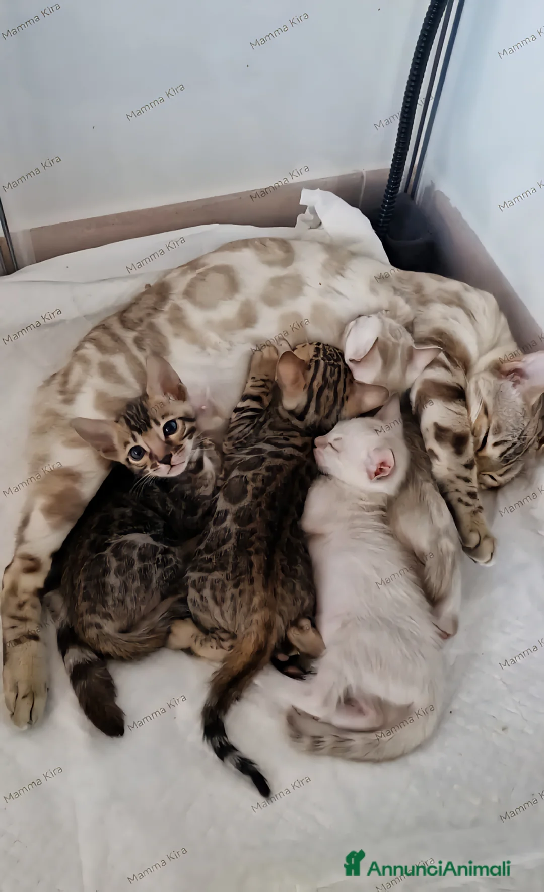 Bengala gatti in vendita: Gattini Bengala con Pedigree  - Annuncio 3