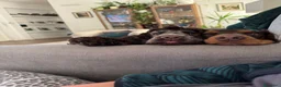 Cocker cani in vendita: Prenotazioni cuccioli di English Cocker Spaniel  a Provincia di Cosenza - Annuncio 3
