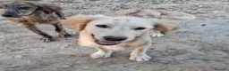 Meticcio cani in regalo: PANCETTA 🩷 prima osserva. Poi si avvicina. a Provincia di Vicenza - Annuncio 2