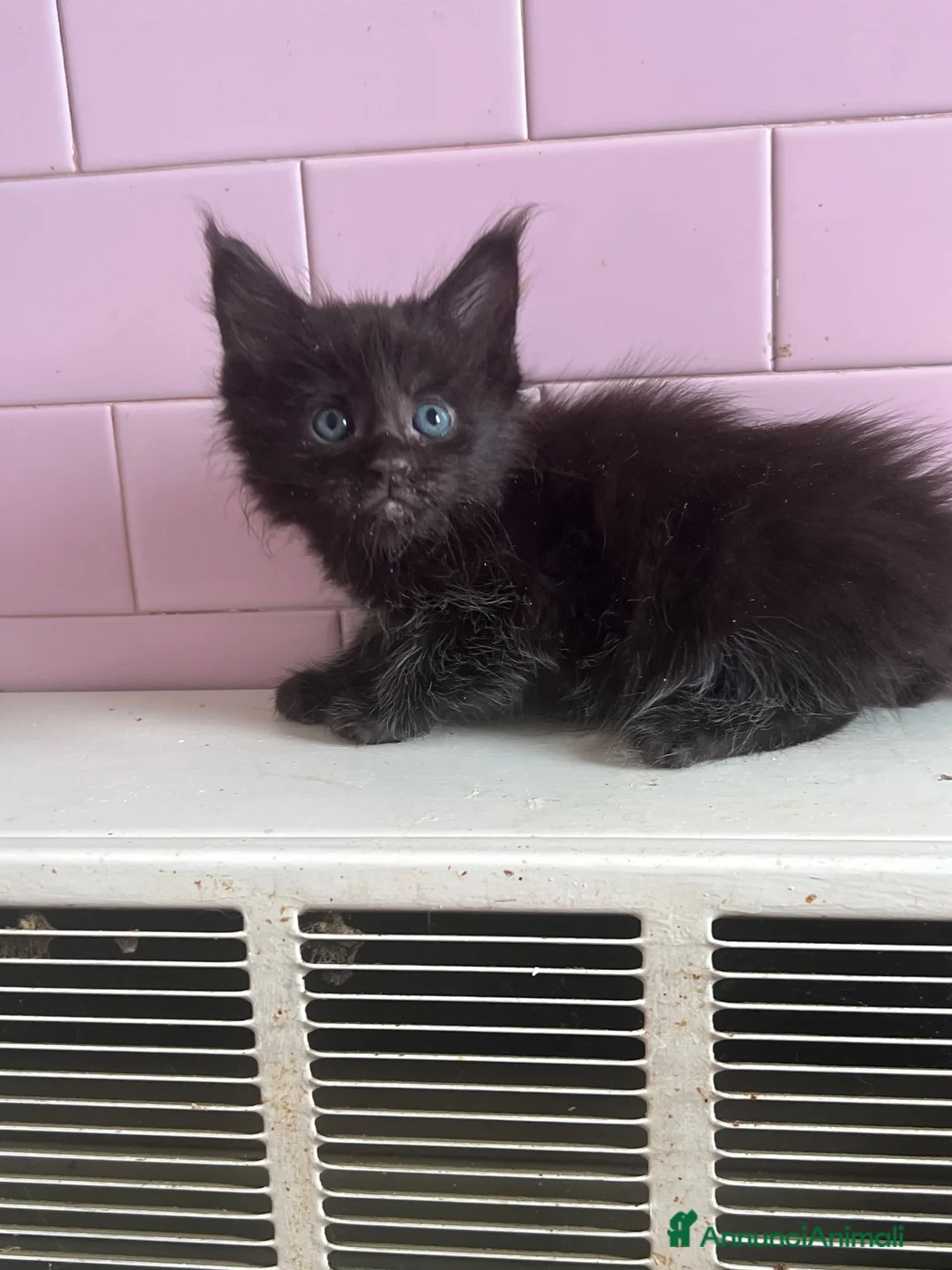 Maine Coon gatti in vendita: Maine Coon cuccioli a Provincia di Ferrara - Annuncio 12