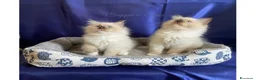 Ragdoll gatti in vendita: Gattina ragdoll con pedigree - Annuncio 5