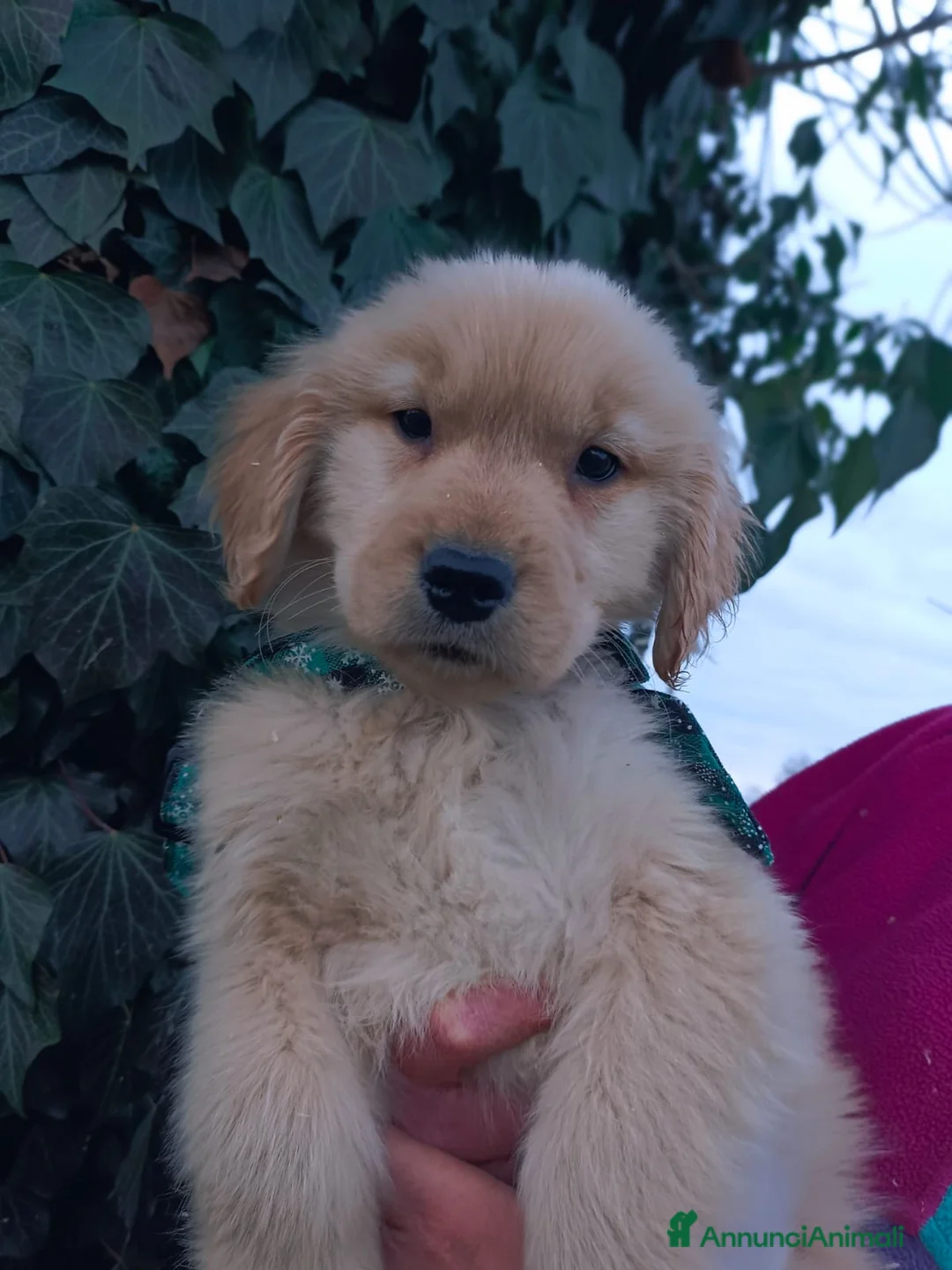 Golden Retriever cani in vendita: Golden retriever cuccioli - Annuncio 6