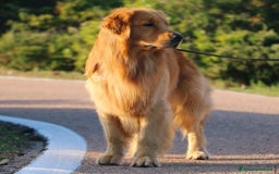 Golden Retriever cani in vendita: Golden Retriever Americano  a Città Metropolitana di Napoli - Immagine 3