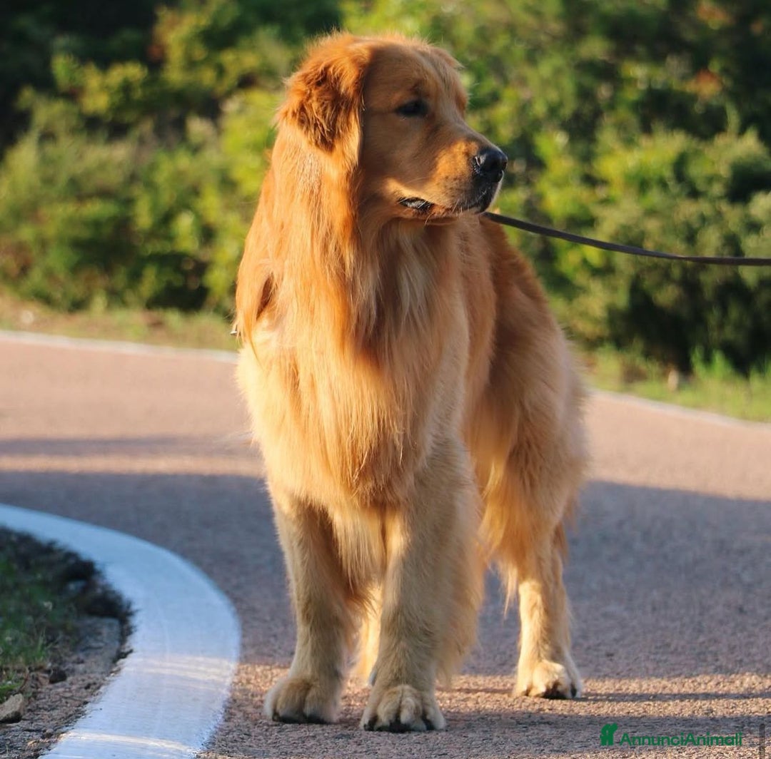 Golden Retriever cani in vendita: Golden Retriever Americano  a Città Metropolitana di Napoli - Immagine 3