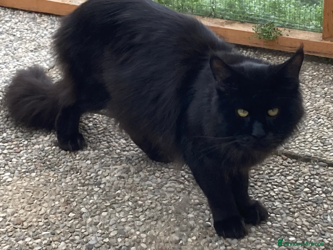 Maine Coon gatti in vendita: Cuccioli di Maine Coon disponibili - Annuncio 11